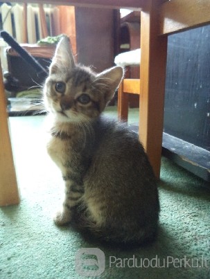 Dovanoju šią jauną katytę