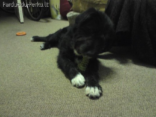 Drasi ir linksma suniuke