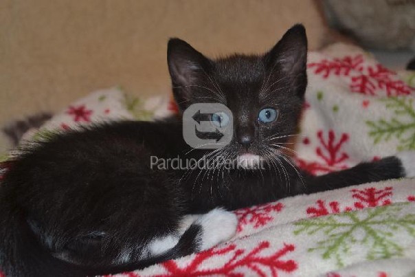 Du nuostabūs kačiukai