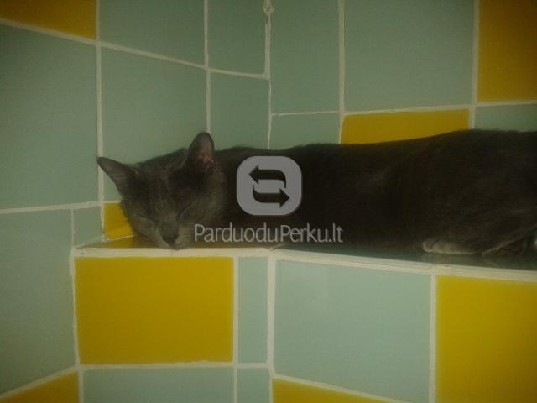 Dviejų metų katytė