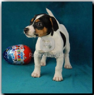 Džeko Raselo terjeras