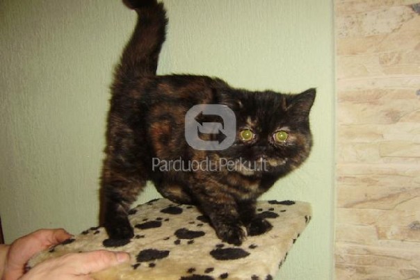 egzotų-persų kačiukai