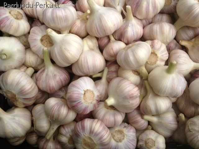 Ekologiški žieminiai česnakai