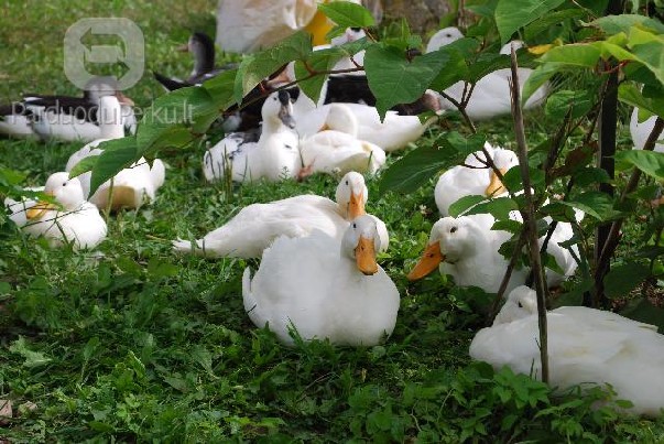 ekologinė paukštiena