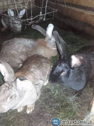 Ekologiška triušiena