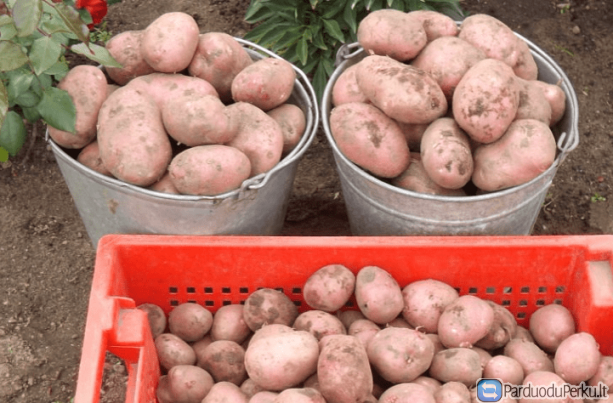 EKOLOGIŠKOS DARŽOVĖS