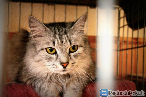 Ema, ramioji namų siela