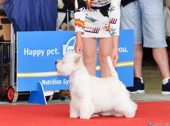 Fantastinio grožio ir charakterio šuniukai