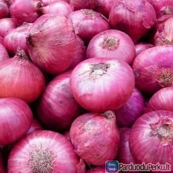 Fresh Onions available for sale