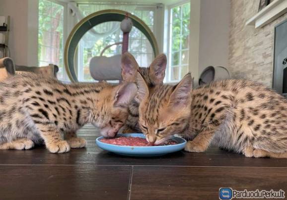 Galimas Savanos kačiukas, servalas, karakalė