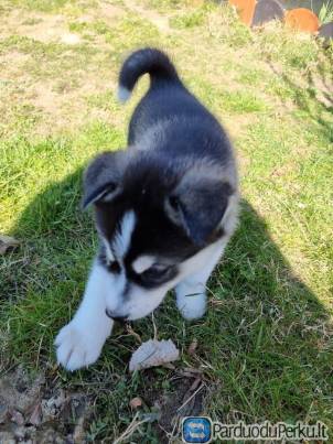 Galimi nuostabūs Sibiro haskių šuniukai