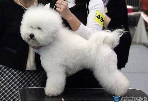 Garbanotas bišonas kergimui