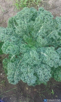 Garbanotieji kopūstai