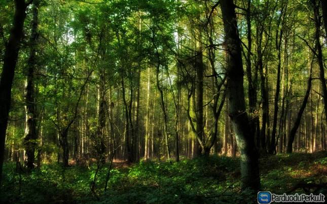 Geriausia rinkos kaina nupirkčiau mišką