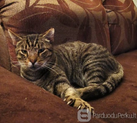 Geriems žmonėms dovanojame labai meilų katiną.