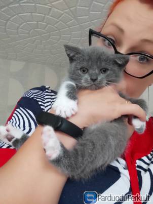 Gražuolės Britų Trumpaplaukės