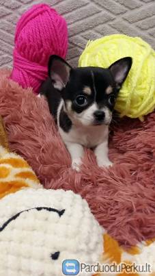 Gražuoliai čihuahua mažyliai