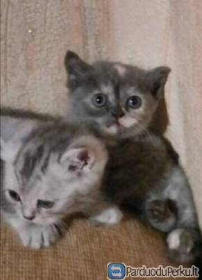 Gražuoliai persikėliai kačiukai