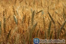 Grūdu supirkimas/pardavimas visoje Lietuvoje