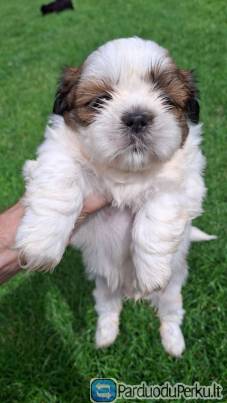 Grynakraujai Shih Tzu šuniukai