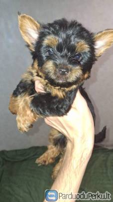 Grynakraujis jorkšyro terjero berniukas ieško naujų namų.