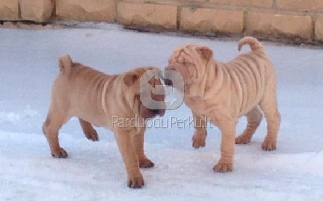 Grynaveislės šarpėjukės