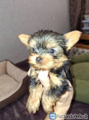 Grynaveisliai Jorkšyro terjero šuniukai