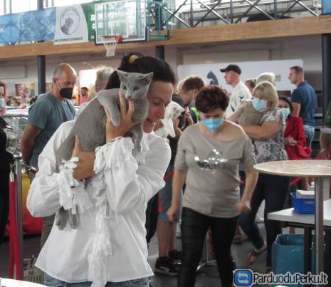 Grynaveisliai Mėlynieji RUS kačiukai