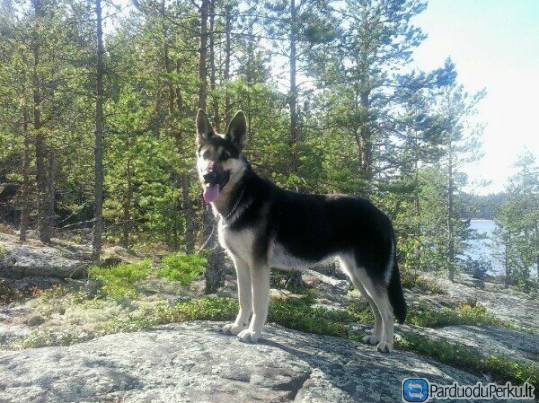 Grynaveisliai rytų europos aviganiai