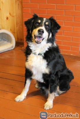 Haris (kastruotas, čipuotas, paskiepytas)