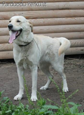 Ieškau šeimininkų naujų