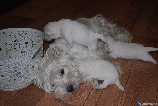 Ieškom rūpestingų,atsakingų šeimininkų