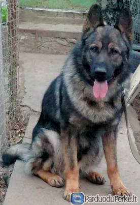 Щенки Немецкой Овчарки