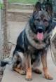 Щенки Немецкой Овчарки