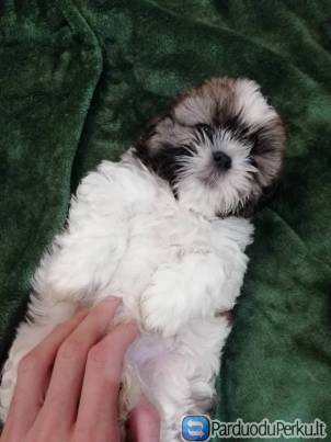 Чистокровные щенок Ши-Тцу