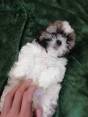 Чистокровные щенок Ши-Тцу