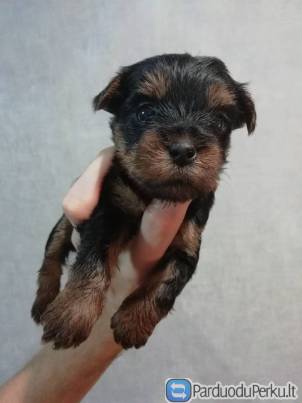 Очаровательные щенки.