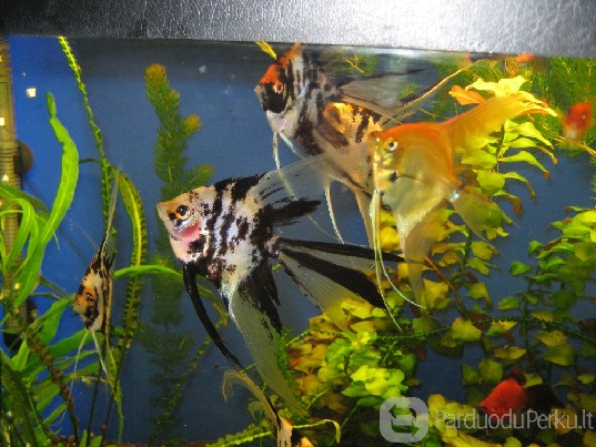 Ivairios zuvytes nuo 1.5 lito