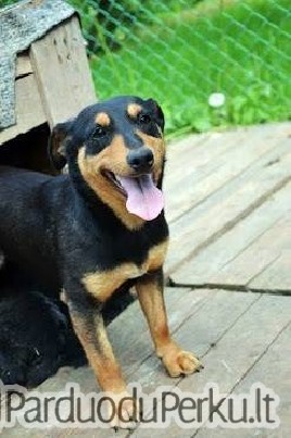 Jagterjiero misrunes iesko namu