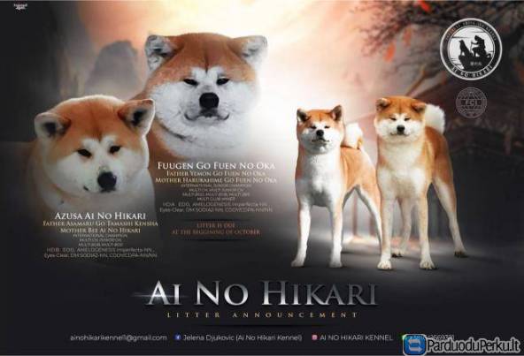 Japonijos Akita Inu šuniukai