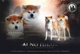 Japonijos Akita Inu šuniukai