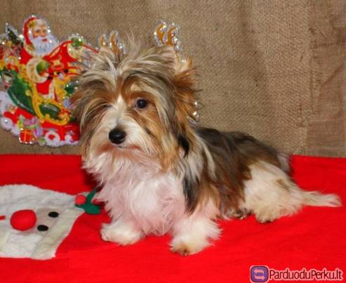 Jorkšyro terjeras su kilmės