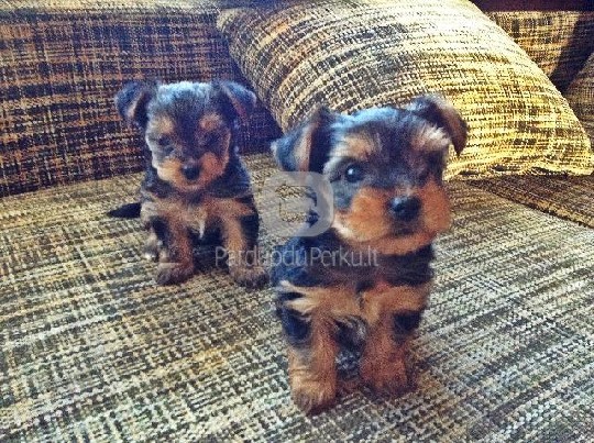 Jorkšyro terjero veislės kalytės