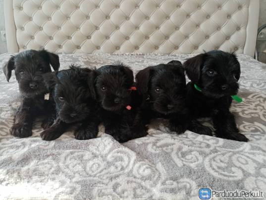 Juodi Cvergsnaucerio veisles suniukai