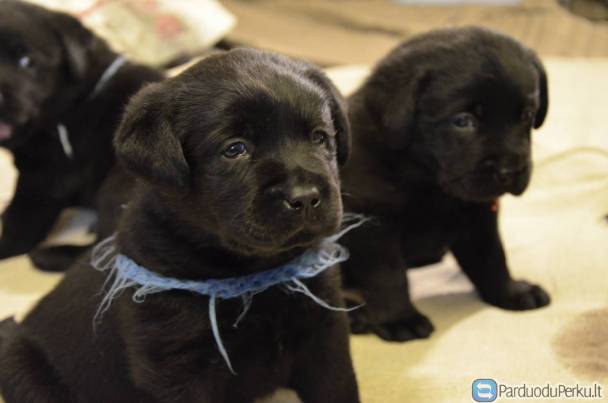 juodi labradoriukai