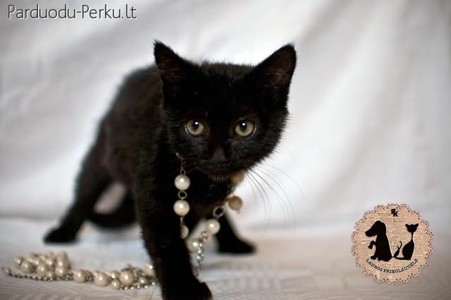 Juoduliukas nori namo