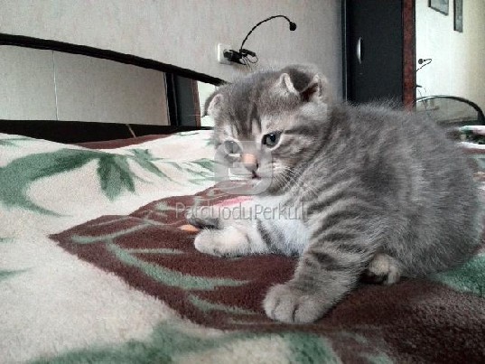 Kačiukai škotų nulėpausiai