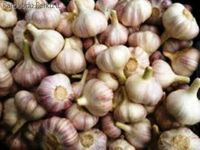 Kaimiški žieminiai česnakai