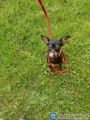 Kalytė su kilmės dokumentais