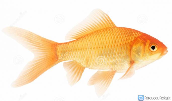 Karosas. Mailius izuvinimui, zuvys izuvinimui